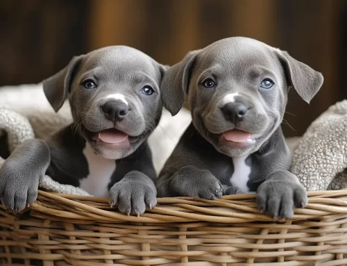 Tipps zur Pflege von Amstaff-Welpen