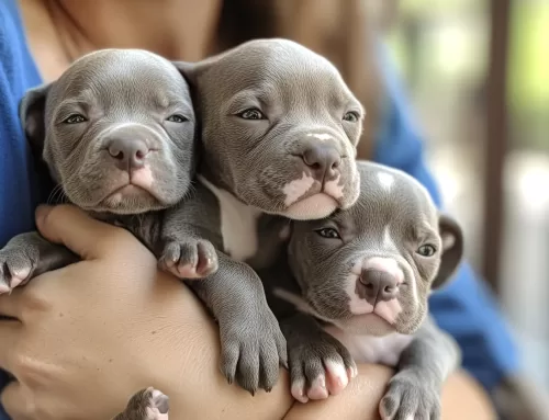 Der Alltag eines Amstaff-Züchters