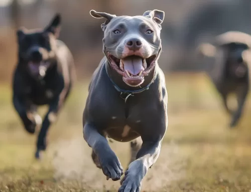 Amstaffs im Erwachsenenalter