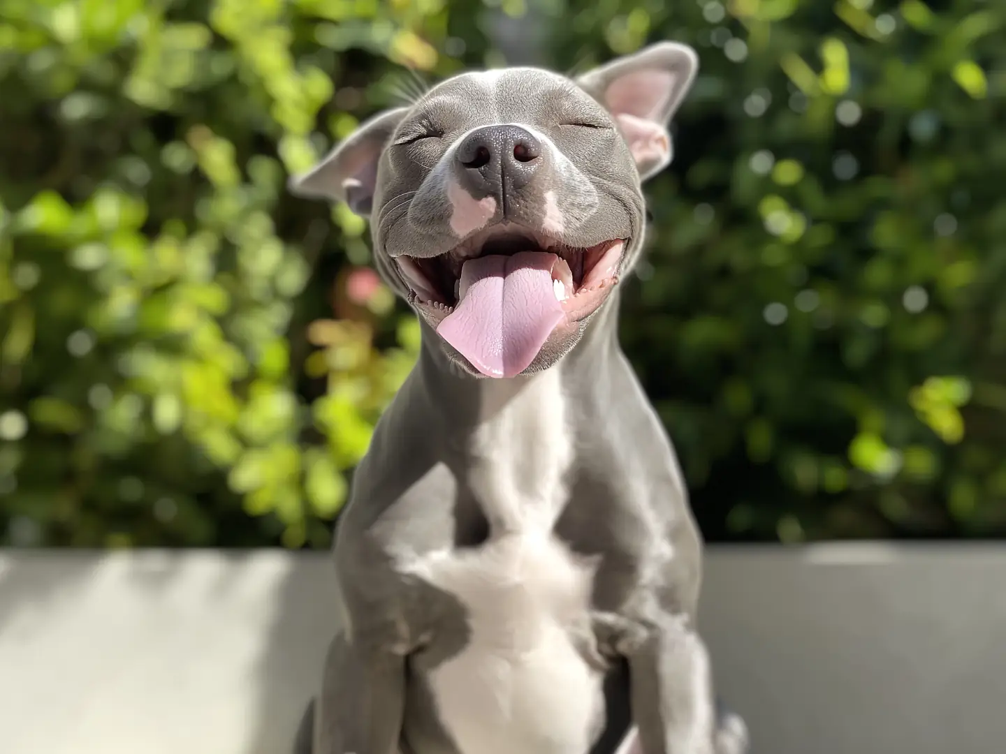 American Staffordshire Terrier Welpen