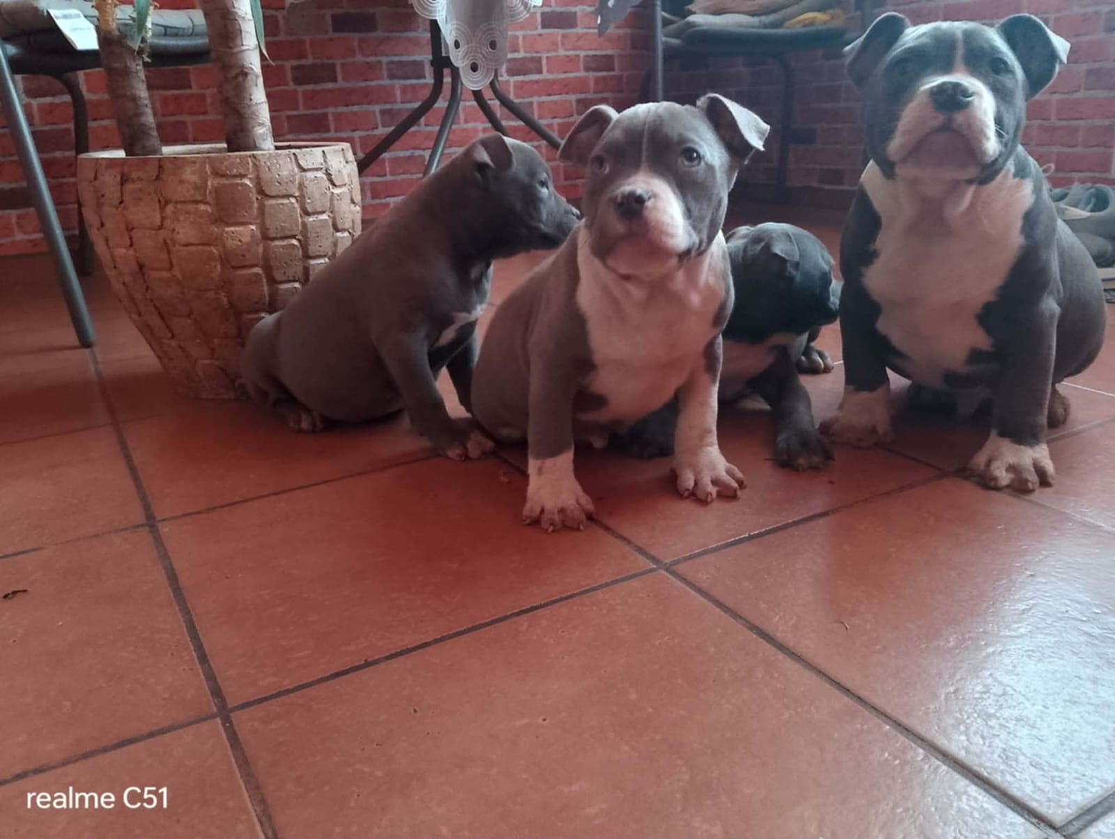 Männliche und weibliche Welpen